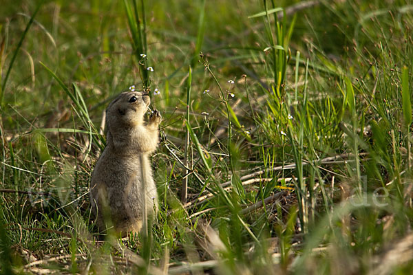 Gelbziesel (Spermophilus fulvus)