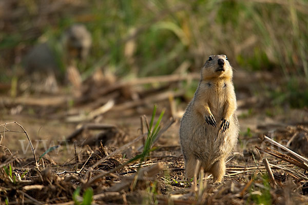 Gelbziesel (Spermophilus fulvus)