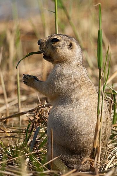 Gelbziesel (Spermophilus fulvus)