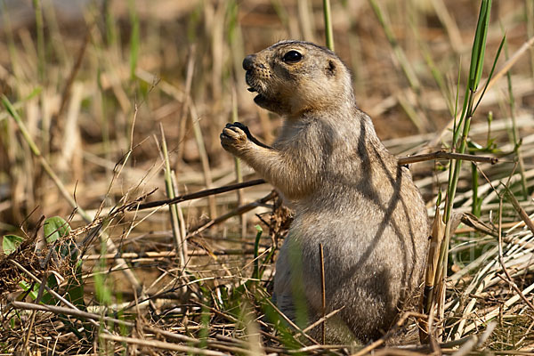 Gelbziesel (Spermophilus fulvus)