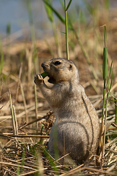 Gelbziesel (Spermophilus fulvus)