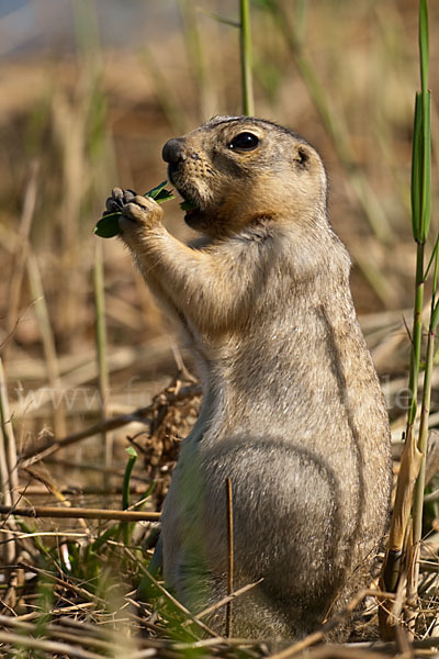 Gelbziesel (Spermophilus fulvus)