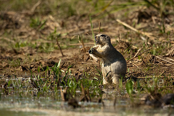 Gelbziesel (Spermophilus fulvus)