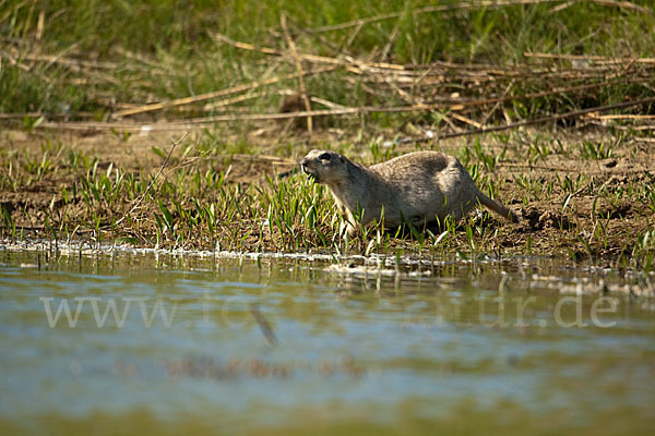 Gelbziesel (Spermophilus fulvus)