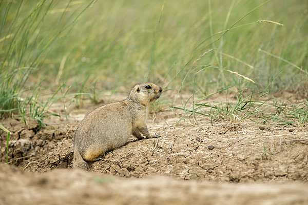 Gelbziesel (Spermophilus fulvus)