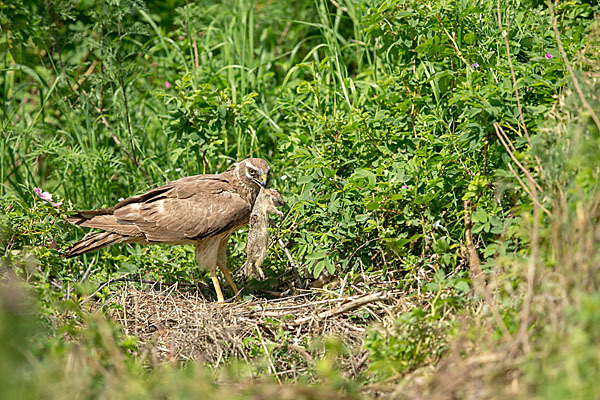 Gelbziesel (Spermophilus fulvus)