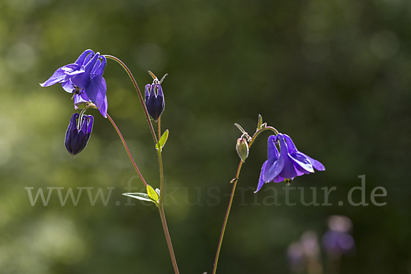 Gemeine Akelei (Aquilegia vulgaris)