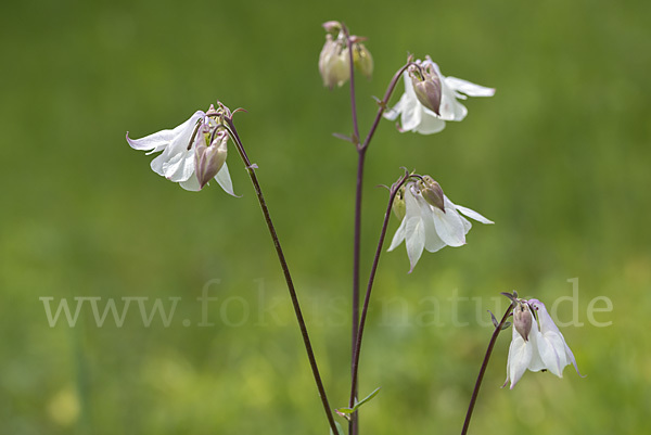 Gemeine Akelei (Aquilegia vulgaris)