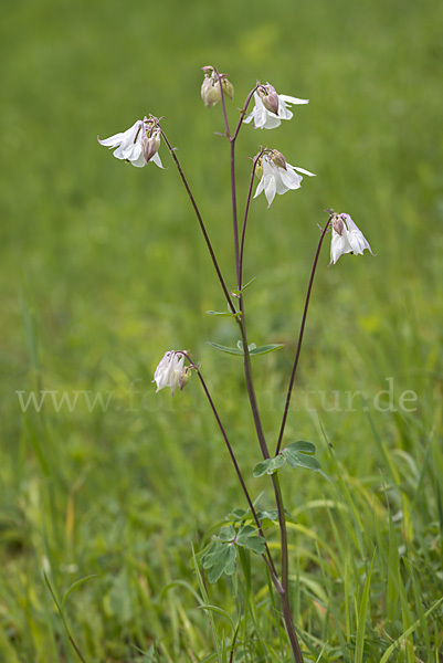 Gemeine Akelei (Aquilegia vulgaris)