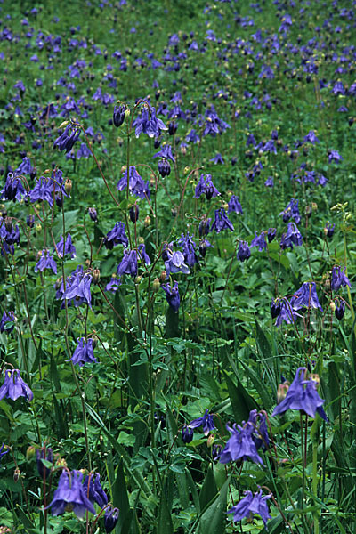 Gemeine Akelei (Aquilegia vulgaris)