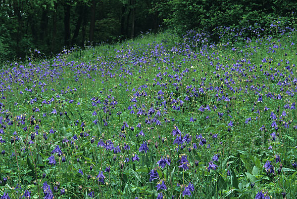 Gemeine Akelei (Aquilegia vulgaris)