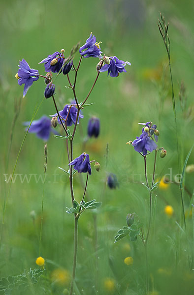 Gemeine Akelei (Aquilegia vulgaris)