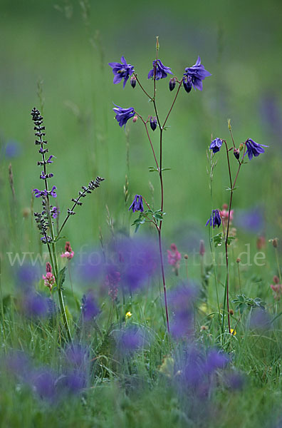 Gemeine Akelei (Aquilegia vulgaris)