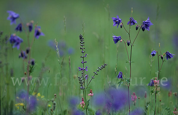 Gemeine Akelei (Aquilegia vulgaris)