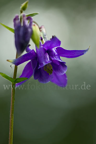 Gemeine Akelei (Aquilegia vulgaris)