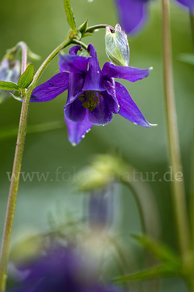 Gemeine Akelei (Aquilegia vulgaris)