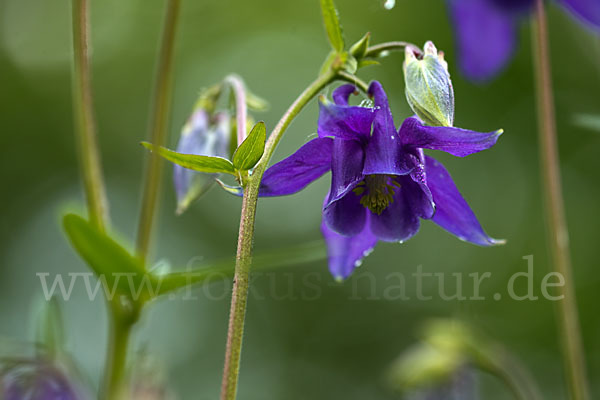 Gemeine Akelei (Aquilegia vulgaris)