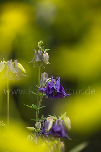 Gemeine Akelei (Aquilegia vulgaris)