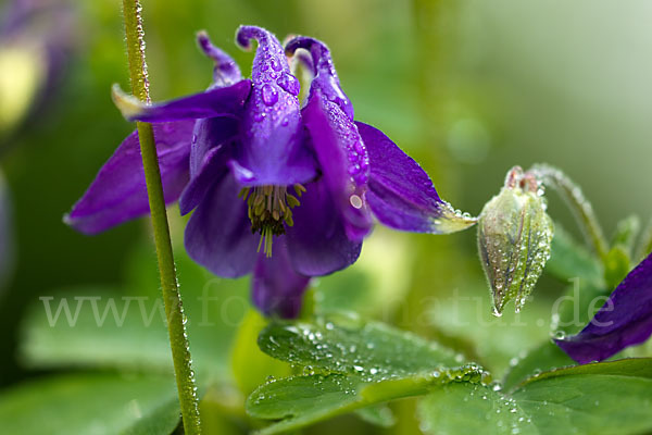 Gemeine Akelei (Aquilegia vulgaris)