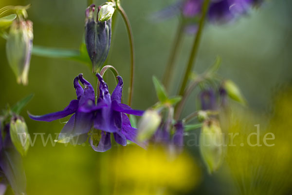 Gemeine Akelei (Aquilegia vulgaris)