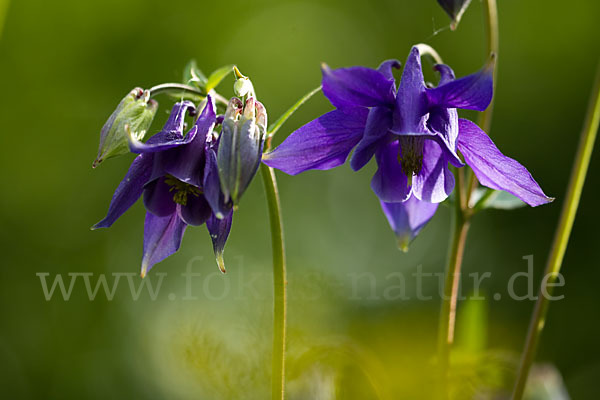 Gemeine Akelei (Aquilegia vulgaris)