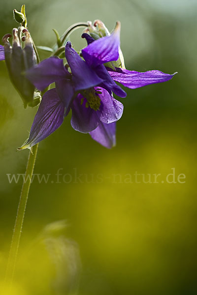 Gemeine Akelei (Aquilegia vulgaris)