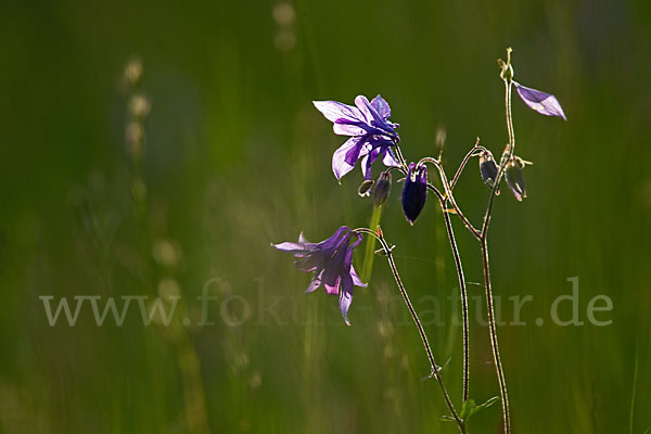 Gemeine Akelei (Aquilegia vulgaris)