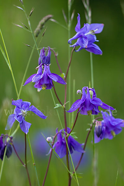 Gemeine Akelei (Aquilegia vulgaris)