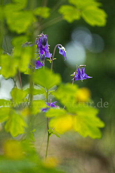 Gemeine Akelei (Aquilegia vulgaris)