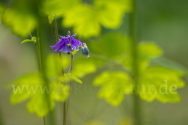 Gemeine Akelei (Aquilegia vulgaris)