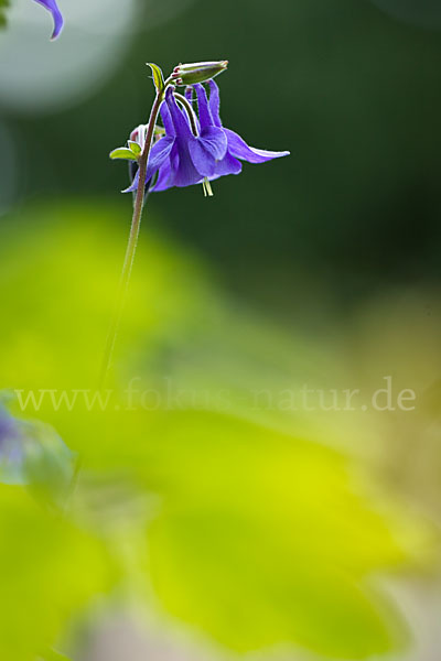 Gemeine Akelei (Aquilegia vulgaris)