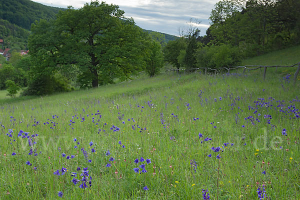 Gemeine Akelei (Aquilegia vulgaris)