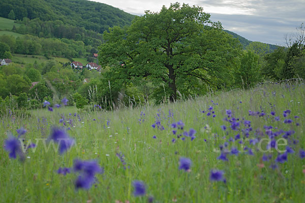 Gemeine Akelei (Aquilegia vulgaris)