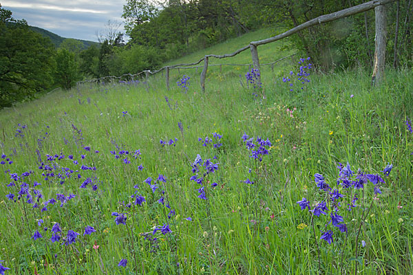 Gemeine Akelei (Aquilegia vulgaris)