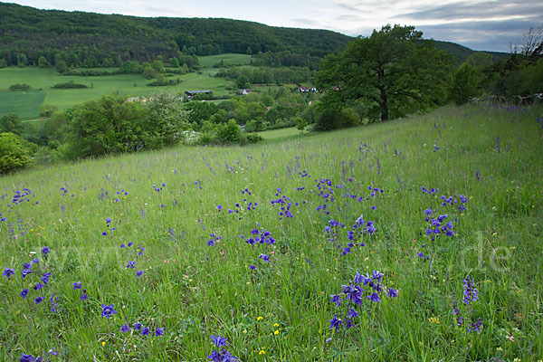 Gemeine Akelei (Aquilegia vulgaris)