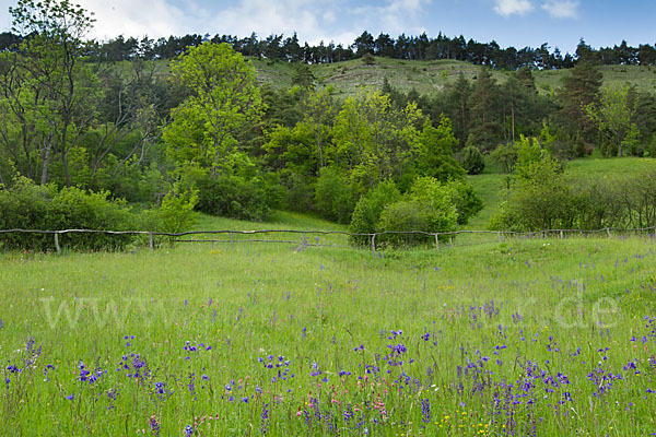 Gemeine Akelei (Aquilegia vulgaris)