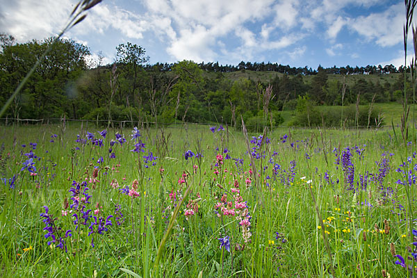 Gemeine Akelei (Aquilegia vulgaris)