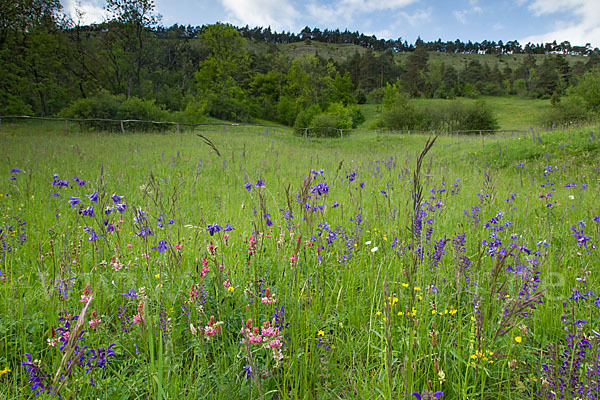 Gemeine Akelei (Aquilegia vulgaris)