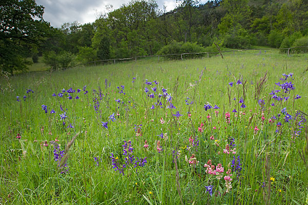 Gemeine Akelei (Aquilegia vulgaris)