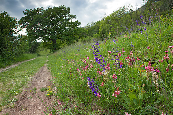 Gemeine Akelei (Aquilegia vulgaris)