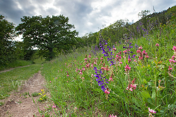 Gemeine Akelei (Aquilegia vulgaris)