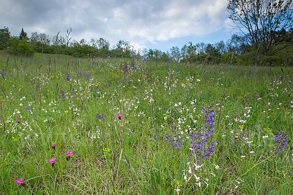 Gemeine Akelei (Aquilegia vulgaris)