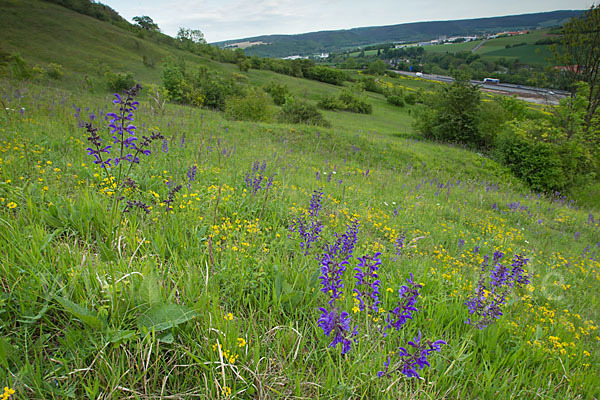 Gemeine Akelei (Aquilegia vulgaris)