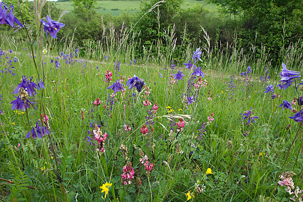 Gemeine Akelei (Aquilegia vulgaris)