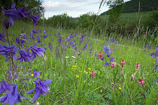 Gemeine Akelei (Aquilegia vulgaris)