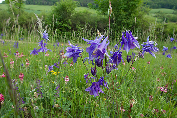 Gemeine Akelei (Aquilegia vulgaris)