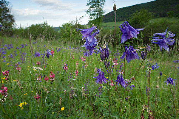 Gemeine Akelei (Aquilegia vulgaris)