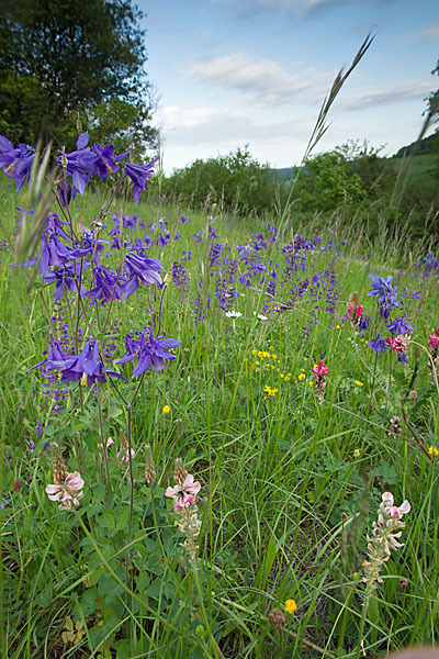 Gemeine Akelei (Aquilegia vulgaris)