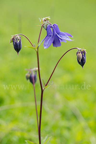 Gemeine Akelei (Aquilegia vulgaris)