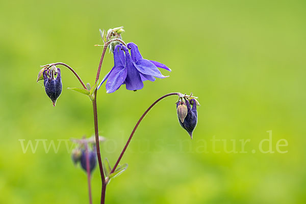 Gemeine Akelei (Aquilegia vulgaris)